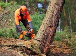 Best Stump Grinding and Removal  in Pumpkin Center, NC